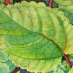 Mamaki Leaf